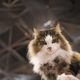 Illustration for article titled Meet Cats With Attitude At Meet The Breeds